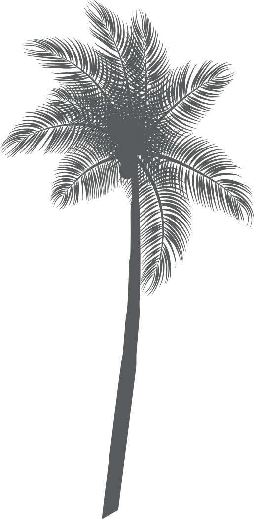 Dessin de palmier - augusterie